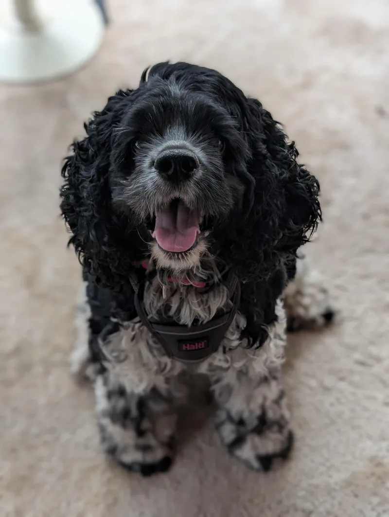 Bernie