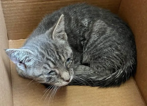 A baby small-sized female Domestic Short Hair cat named Minnow for adoption in Staten Island, NY