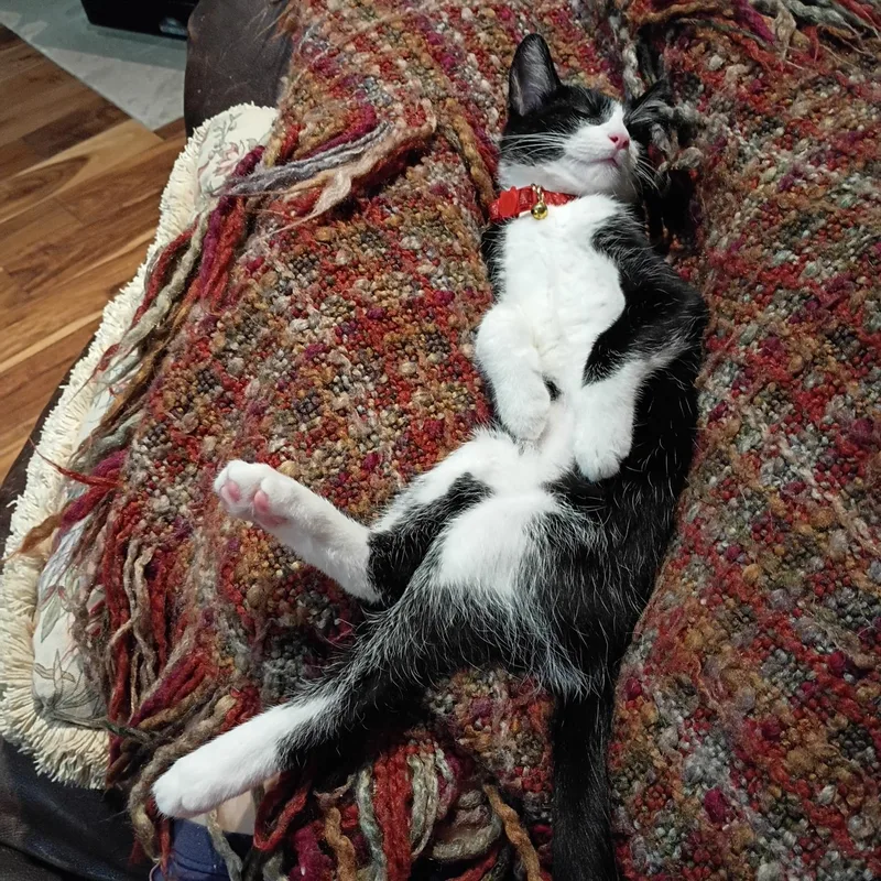 A young small-sized male Black & White / Tuxedo Domestic Short Hair cat named Artemis for adoption in Weatherford, TX