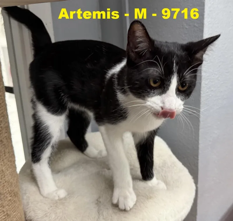 Artemis thumbnail 3