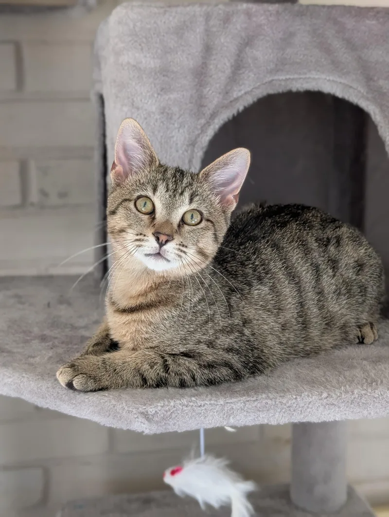 A baby medium-sized male Domestic Short Hair cat named Riot for adoption in Murfreesboro, TN