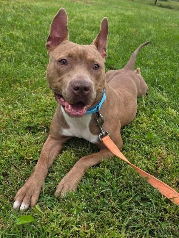 An adult medium-sized female Pit Bull Terrier dog named Koa for adoption in Millersville, MD