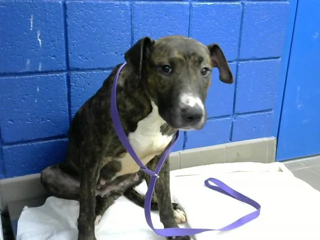An adult medium-sized female Pit Bull Terrier dog named Mia for adoption in Albuquerque, NM