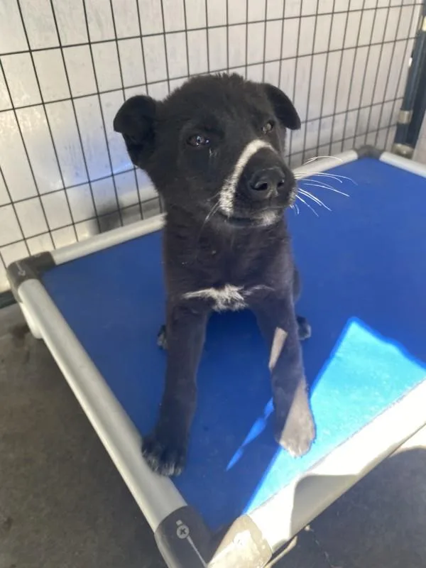 A baby medium-sized female Labrador Retriever dog named Zenda for adoption in Victorville, CA
