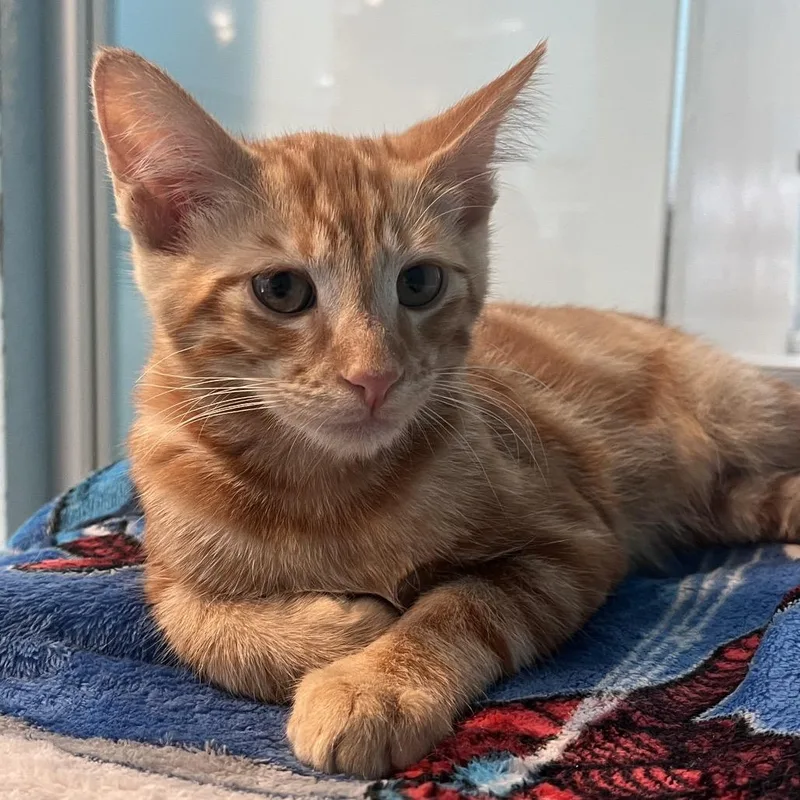 A baby small-sized male Orange / Red Domestic Short Hair cat named Mickey for adoption in Hawthorne, CA