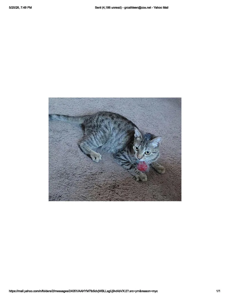 A young medium-sized female Domestic Short Hair cat named Coyote for adoption in Glendale, AZ