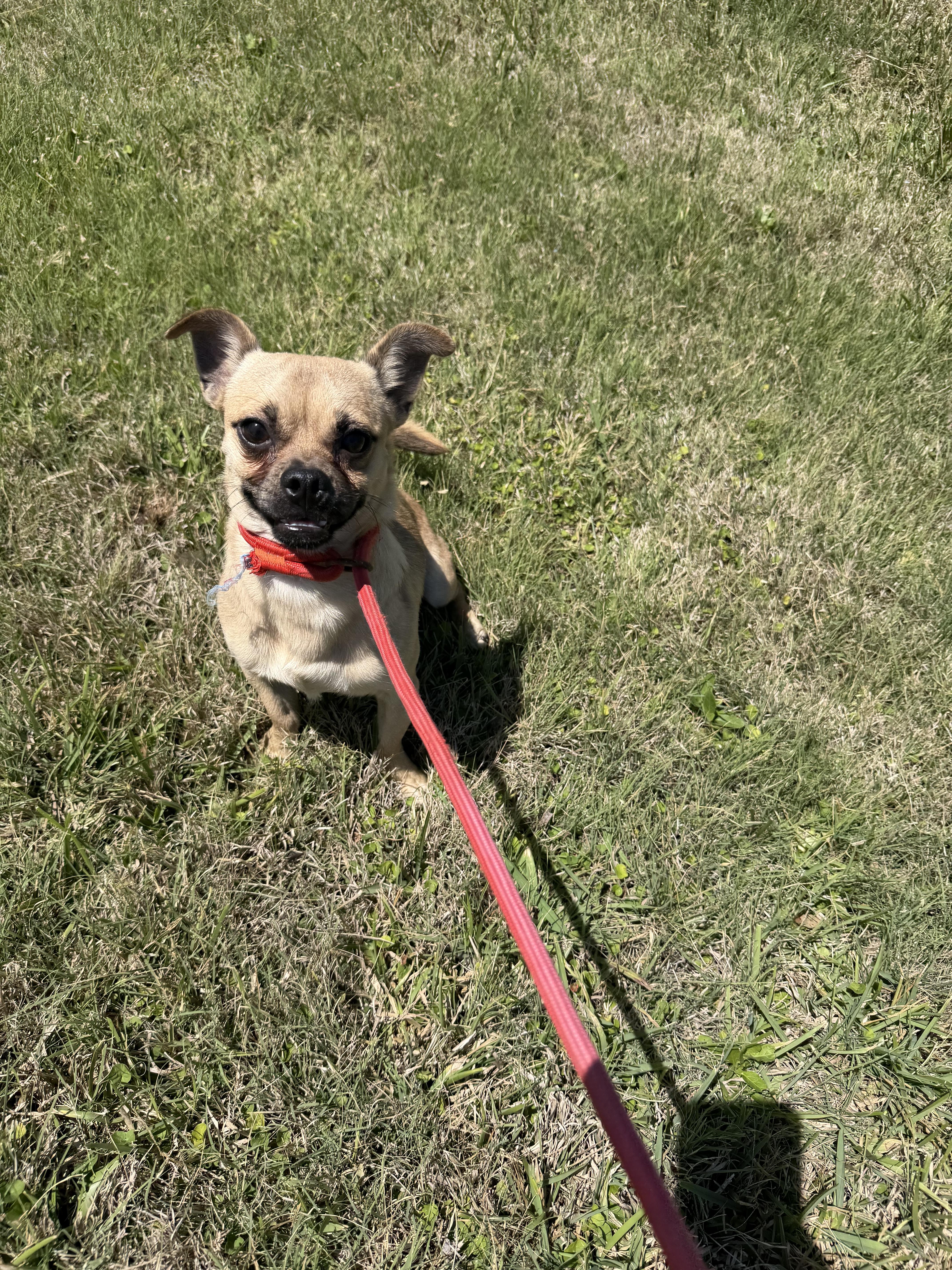 A young small-sized male Pug dog named Stevie for adoption in Louise, TX