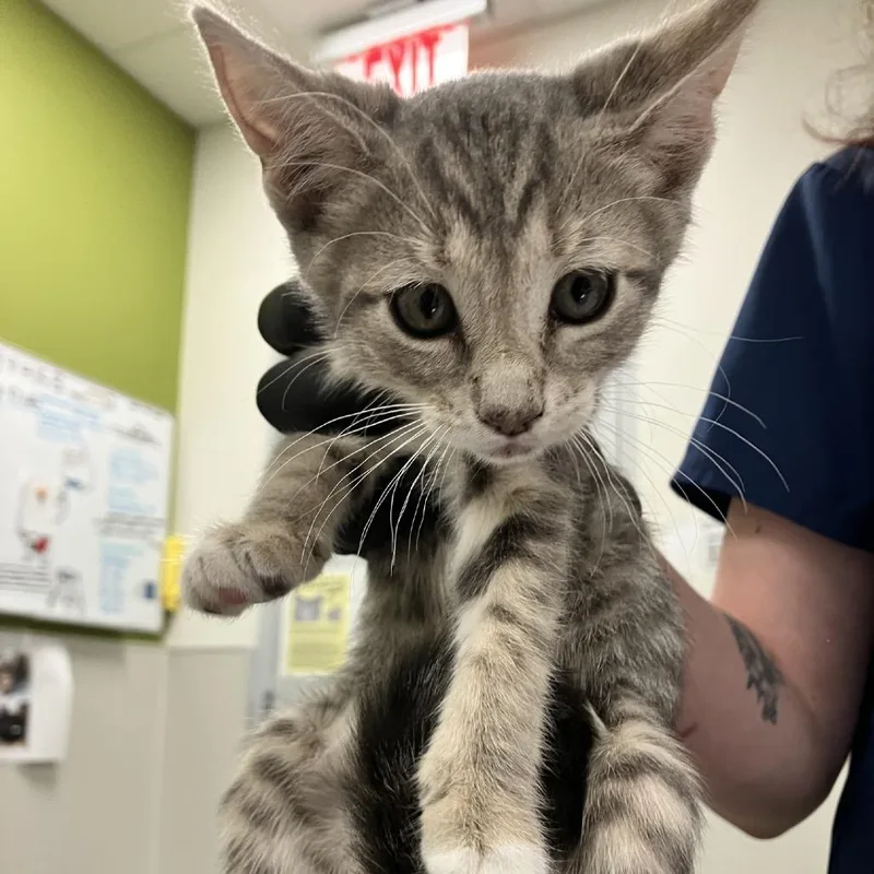 A baby small-sized female Gray / Blue / Silver Domestic Short Hair cat named Stella for adoption in Las Cruces, NM