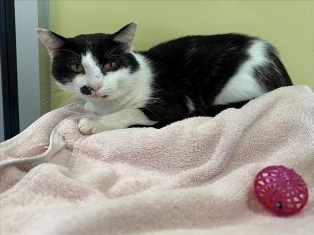 An adult medium-sized male Domestic Short Hair cat named Monroe for adoption in Chapel Hill, NC