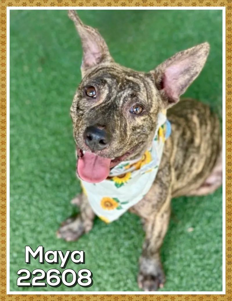 A young medium-sized female Brindle Pit Bull Terrier dog named Maya for adoption in Marietta, GA