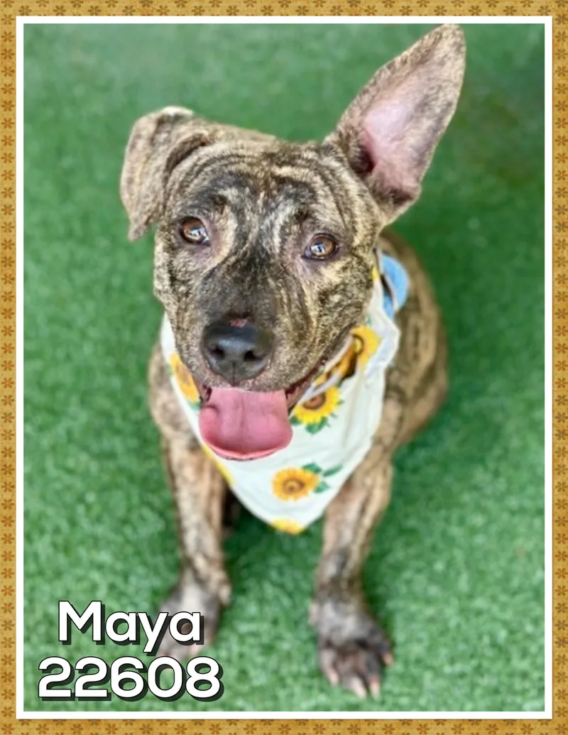 Maya thumbnail 2
