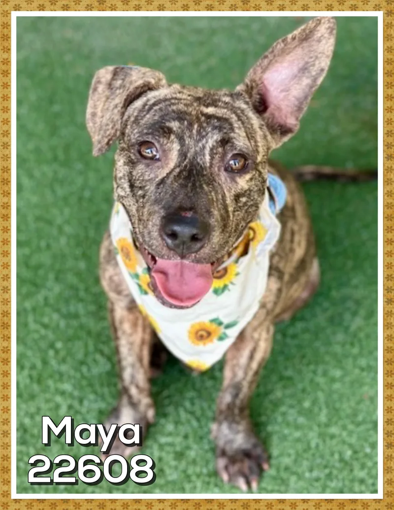 Maya thumbnail 3