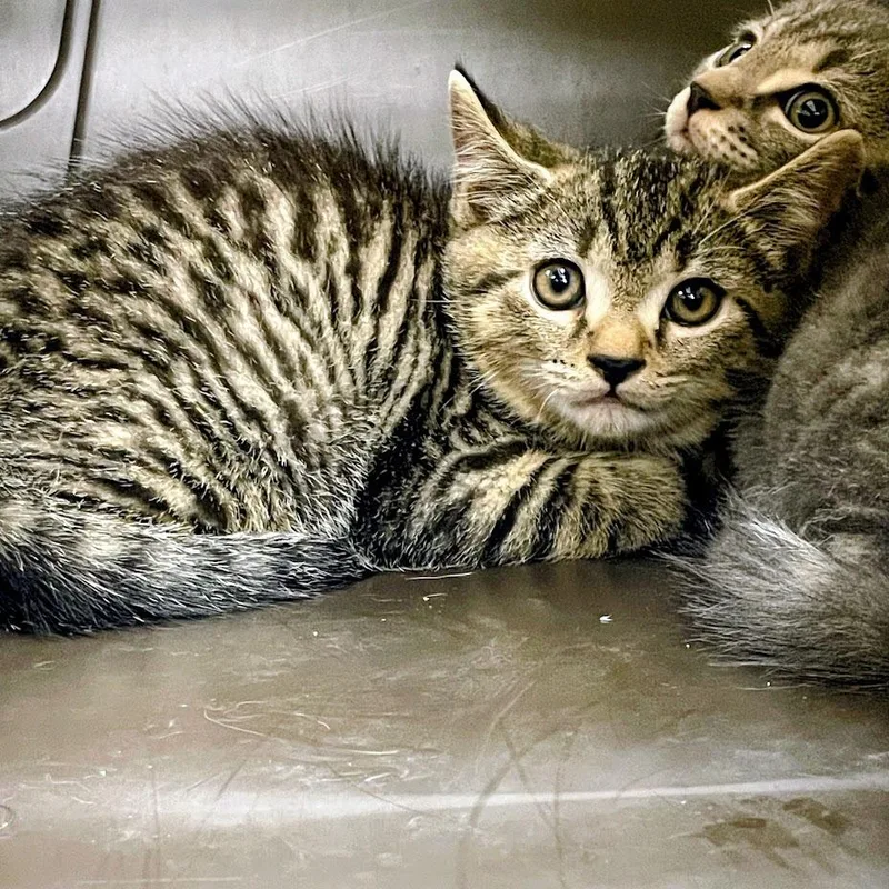 A baby small-sized male Brown / Chocolate Domestic Short Hair cat named SVASStray for adoption in Verona, VA