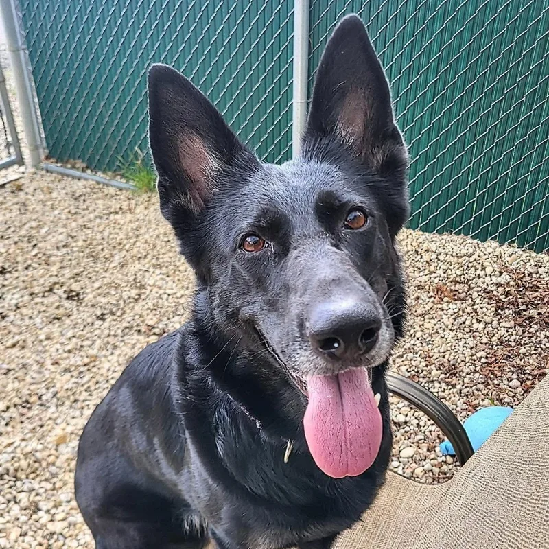 An adult large-sized female Black German Shepherd Dog dog named Luna for adoption in Manahawkin, NJ