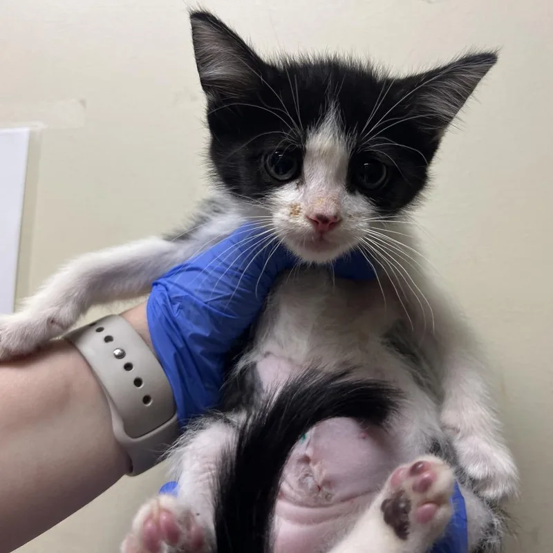 A baby small-sized female Black Domestic Short Hair cat named Minnie for adoption in Pasadena, CA