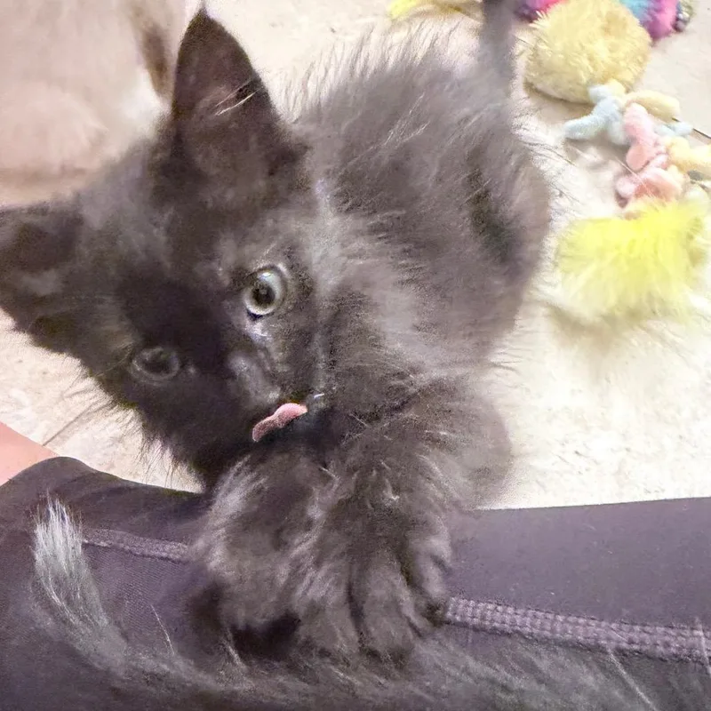 A baby small-sized male Domestic Medium Hair cat named Friedrich for adoption in Cumming, GA