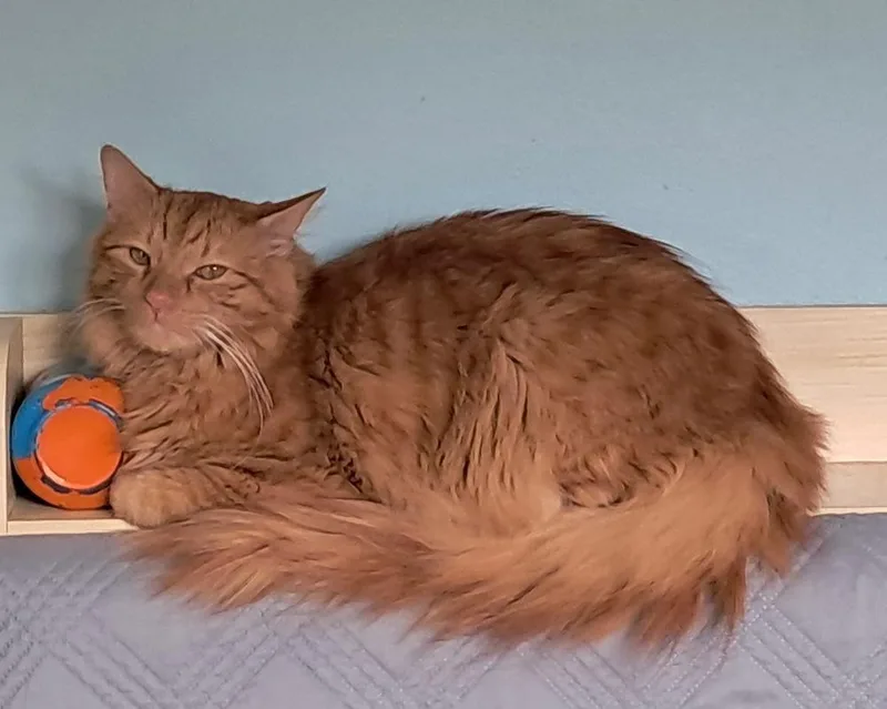 An adult large-sized male Domestic Long Hair cat named Sunny for adoption in Saint Augustine, FL