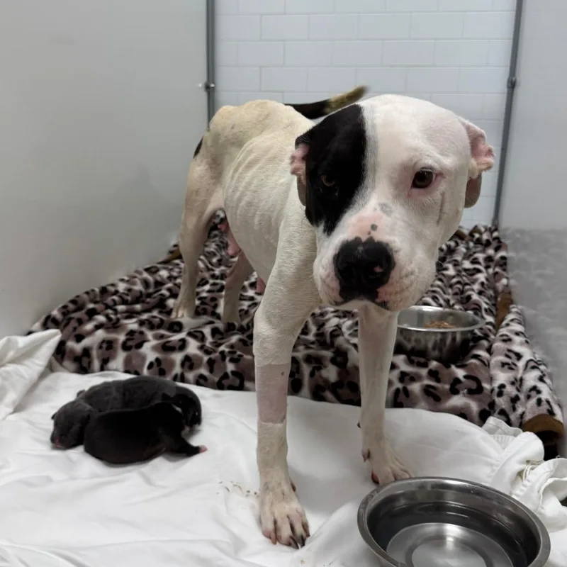 An adult large-sized female White / Cream Pit Bull Terrier dog named Cash Money for adoption in Austin, TX
