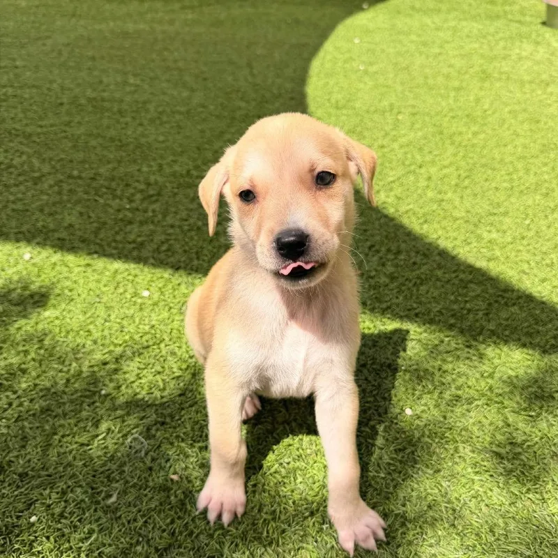 A baby medium-sized male Mixed Breed dog named Honey for adoption in LOXAHATCHEE, FL