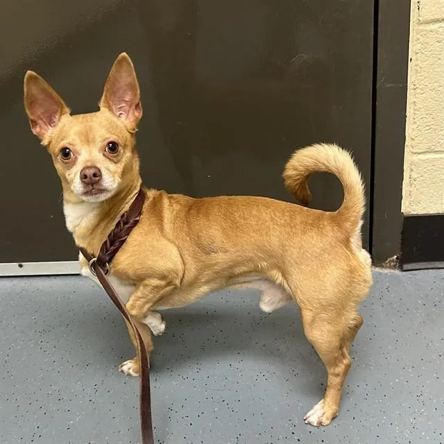 An adult small-sized male Chihuahua dog named Toucan for adoption in Denver, CO