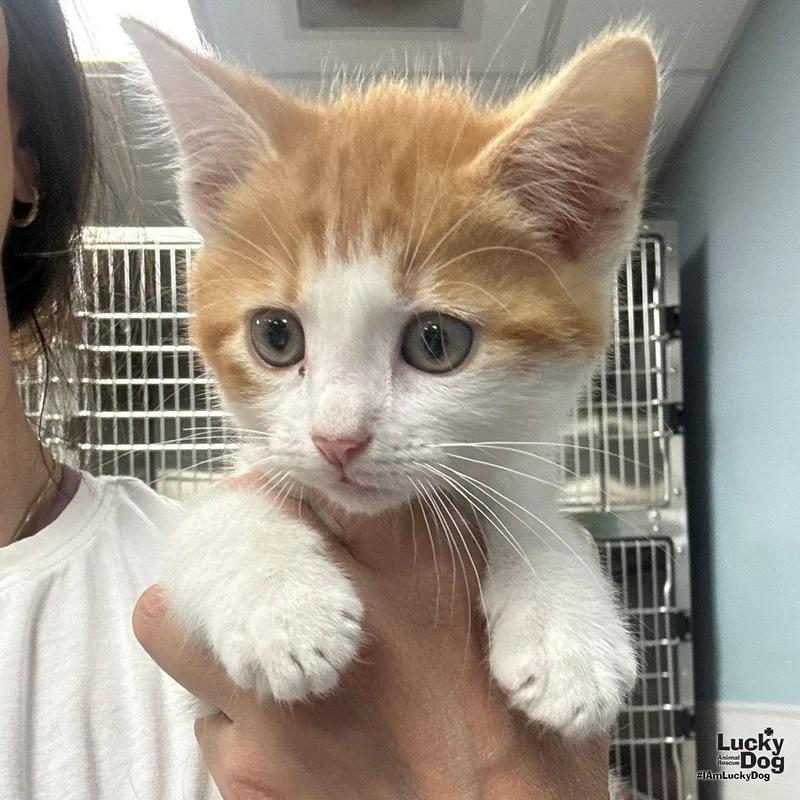A baby medium-sized male Orange & White Domestic Short Hair cat named Winston for adoption in Washington, DC
