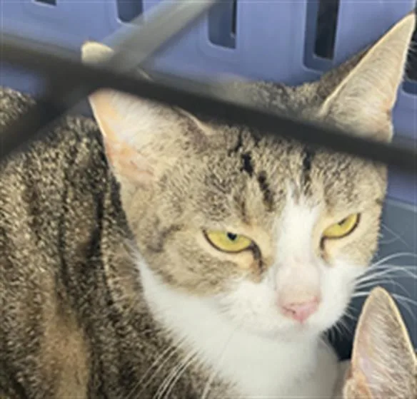 A young small-sized female Domestic Short Hair cat named Rubberband for adoption in Indianapolis, IN