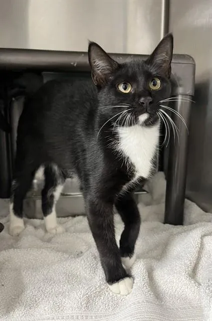 A baby medium-sized female Domestic Short Hair cat named Little Foot for adoption in Augusta, GA