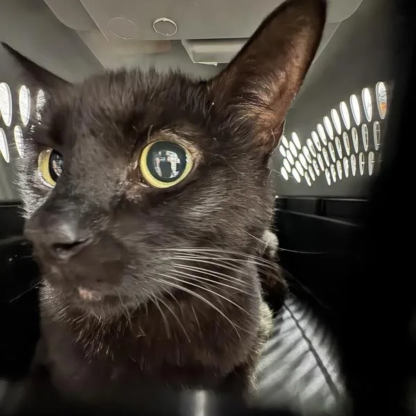 An adult medium-sized male Domestic Short Hair cat named Frankie Bonded Buddy for adoption in Des Moines, IA