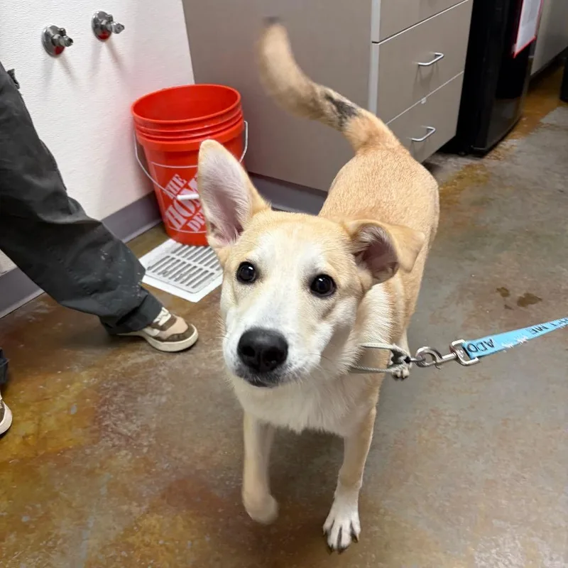 A young medium-sized female White / Cream Husky dog named Eevee for adoption in Albuquerque, NM