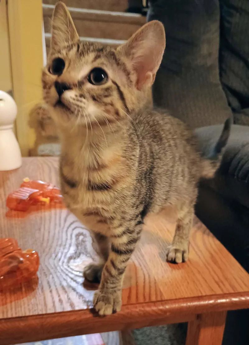 A young medium-sized female Domestic Short Hair cat named Fern for adoption in Pittsboro, NC