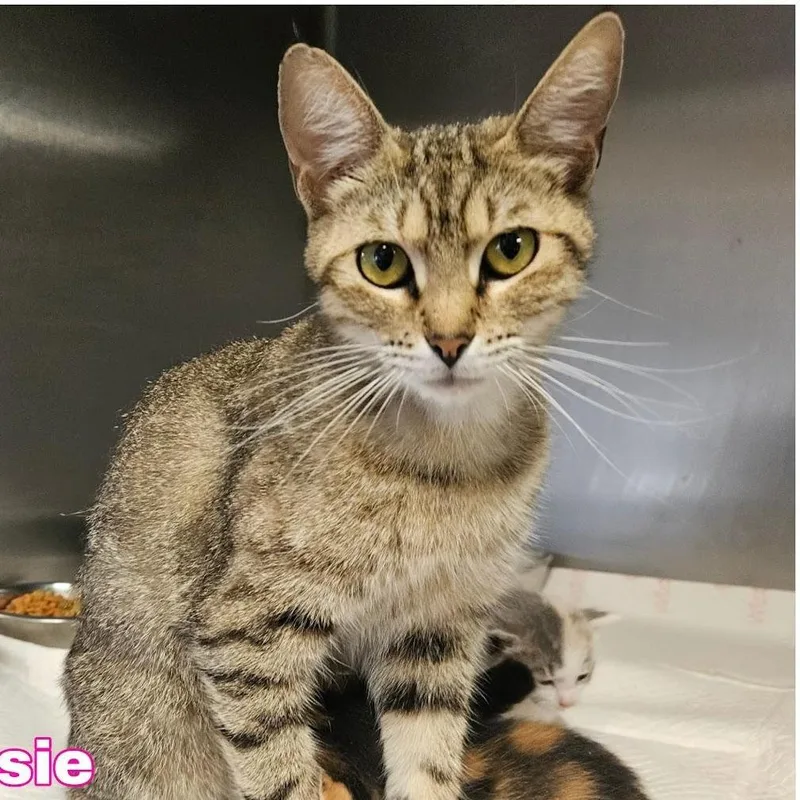An adult medium-sized female Brown / Chocolate Domestic Short Hair cat named Jessie for adoption in Austin, TX