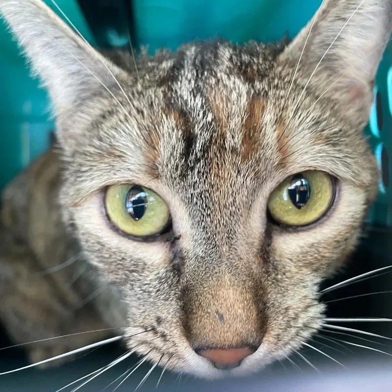 A senior small-sized female Torbie Domestic Short Hair cat named Peekaboo for adoption in Hemet, CA