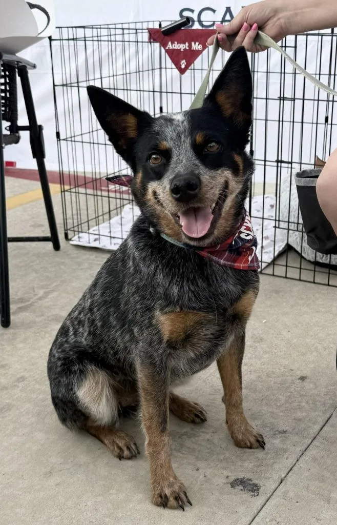 An adult small-sized female Australian Cattle Dog / Blue Heeler dog named Bluey for adoption in Junction, TX
