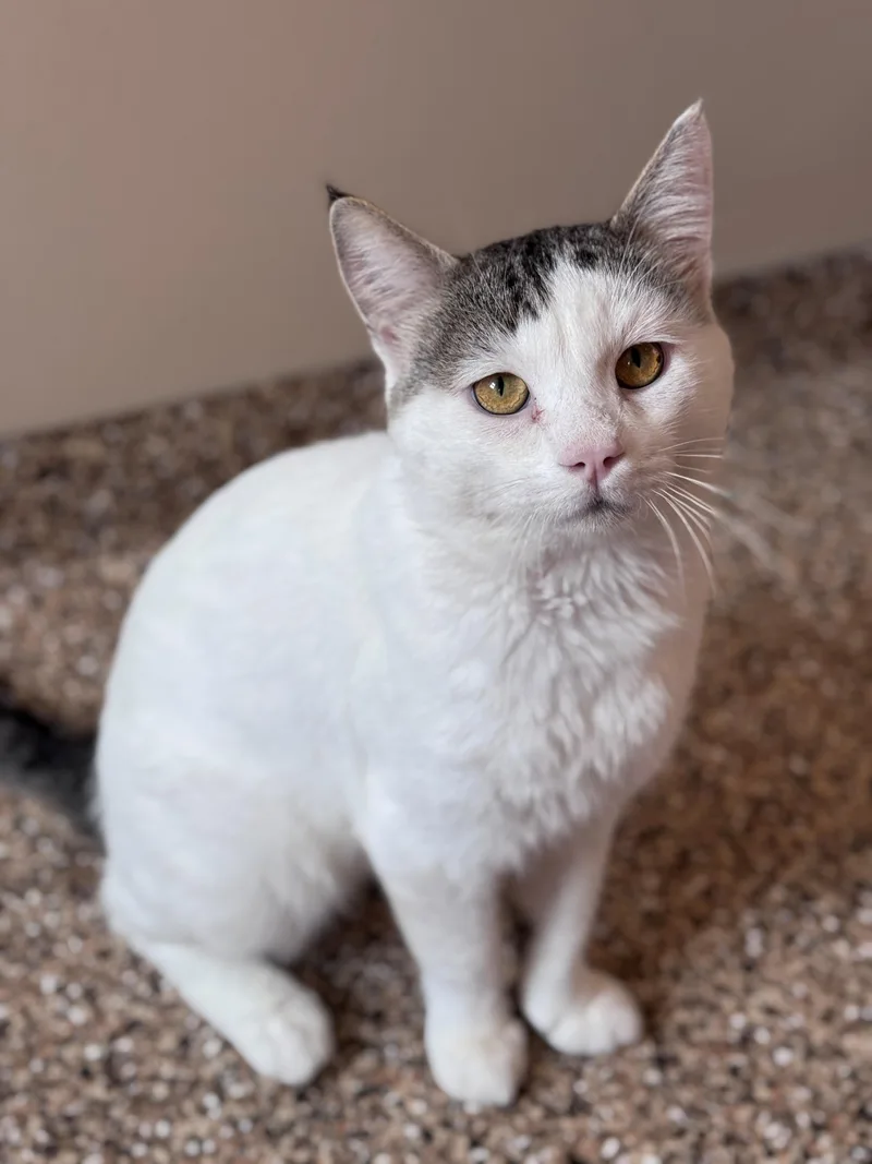 An adult small-sized male White Domestic Short Hair cat named Duke for adoption in Hackensack, MN