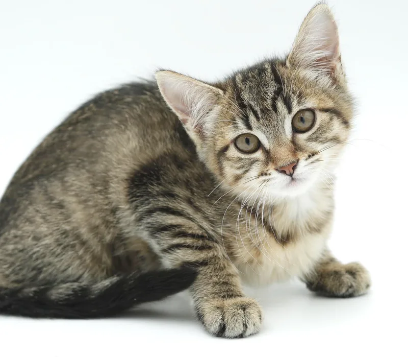 A baby small-sized female Tabby (Brown / Chocolate) Tabby cat named Piper is the MOST for adoption in Bedford Hills, NY