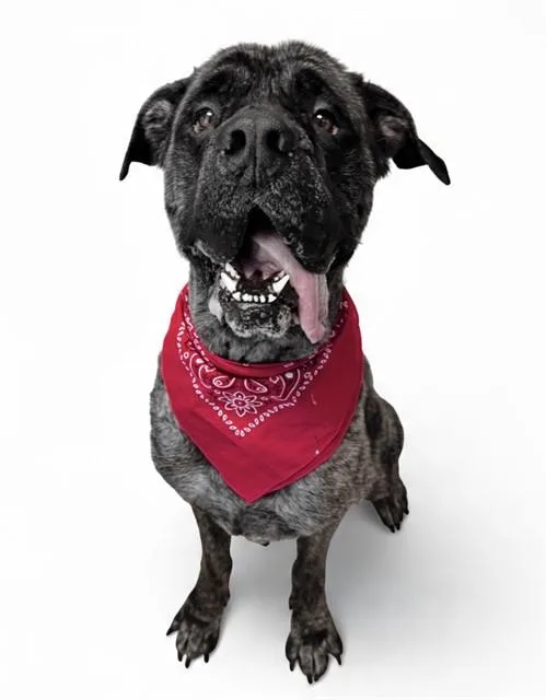 An adult large-sized male Mastiff dog named Winston for adoption in Olathe, KS