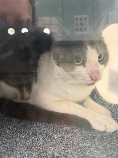 An adult medium-sized male Domestic Short Hair cat named Big Boy for adoption in Woodland, CA
