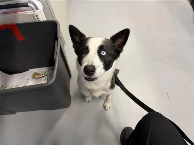 An adult large-sized female Mixed Breed dog named Layla for adoption in Santa Fe, NM