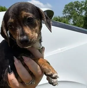 A baby small-sized female Black Chiweenie dog named Zora for adoption in Crosby, TX