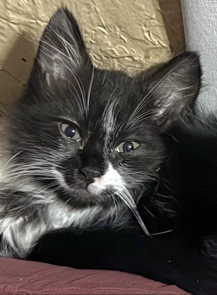 A baby medium-sized male Black & White / Tuxedo Tuxedo cat named Enzo for adoption in Springfield, OR