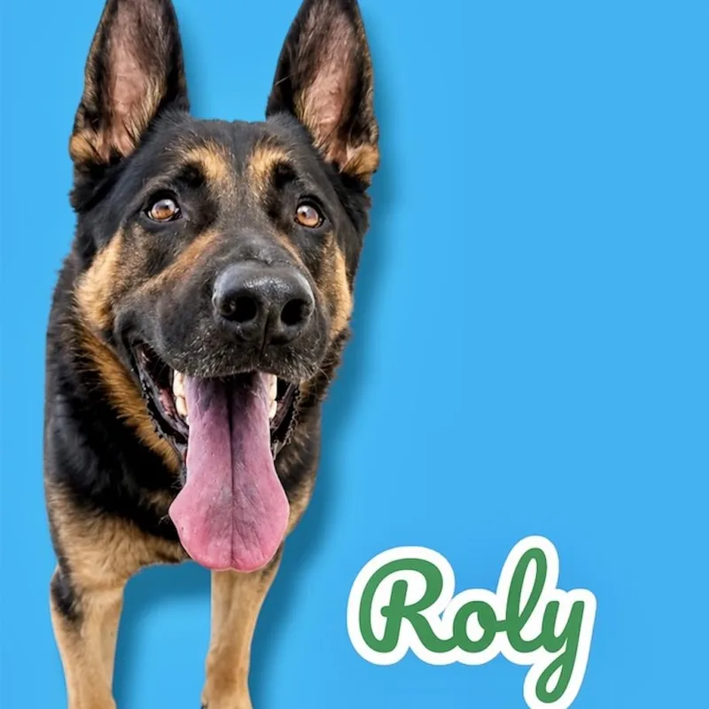 An adult large-sized male Black German Shepherd Dog dog named Roly for adoption in Scottsdale, AZ