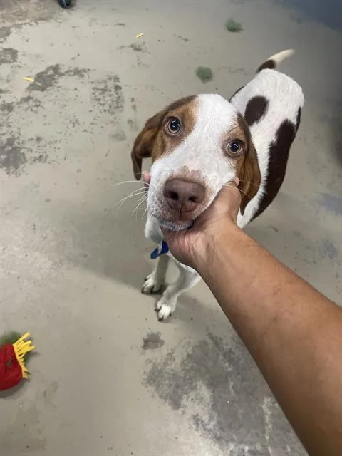 A young medium-sized male Treeing Walker Coonhound dog named Bugg for adoption in Tallahassee, FL