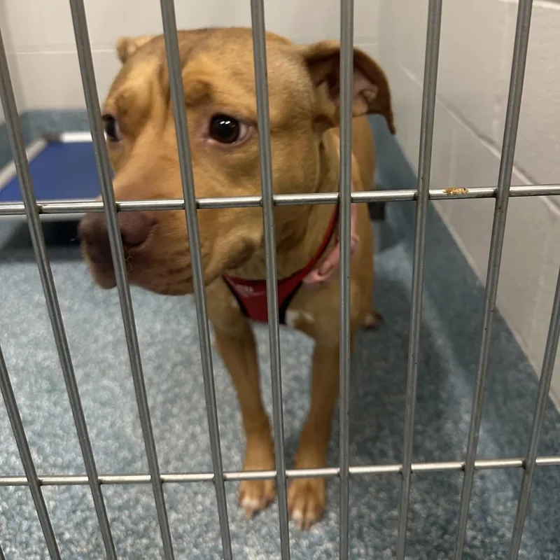 An adult medium-sized female Yellow / Tan / Blond / Fawn Pit Bull Terrier dog named Mama for adoption in Greensboro, NC