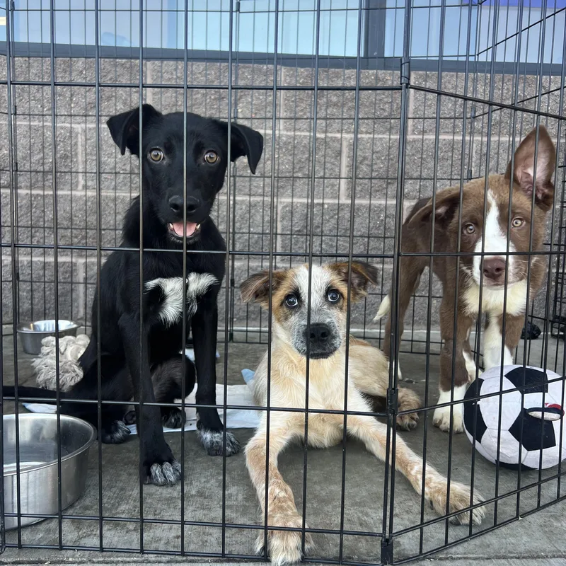 A young medium-sized female Black Terrier dog named Arabella for adoption in Fort Collins, CO