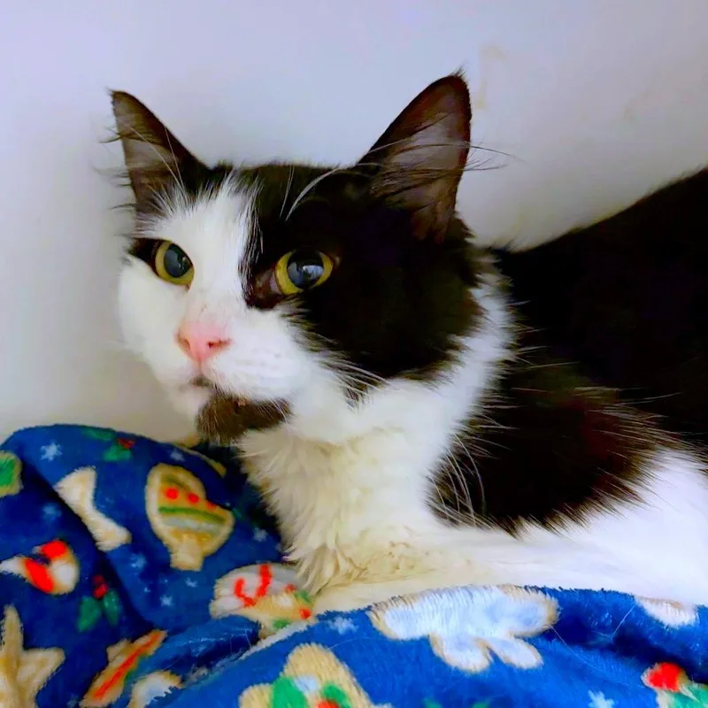 A young medium-sized female Domestic Medium Hair cat named Hashbrown for adoption in Woodinville, WA