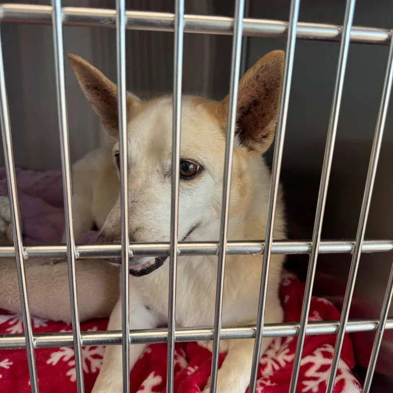 A senior medium-sized male Corgi dog named Brucey for adoption in Kingman, AZ