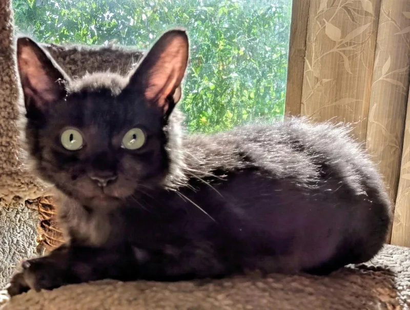A baby medium-sized male Domestic Medium Hair cat named Eeny for adoption in Hillsboro, OR