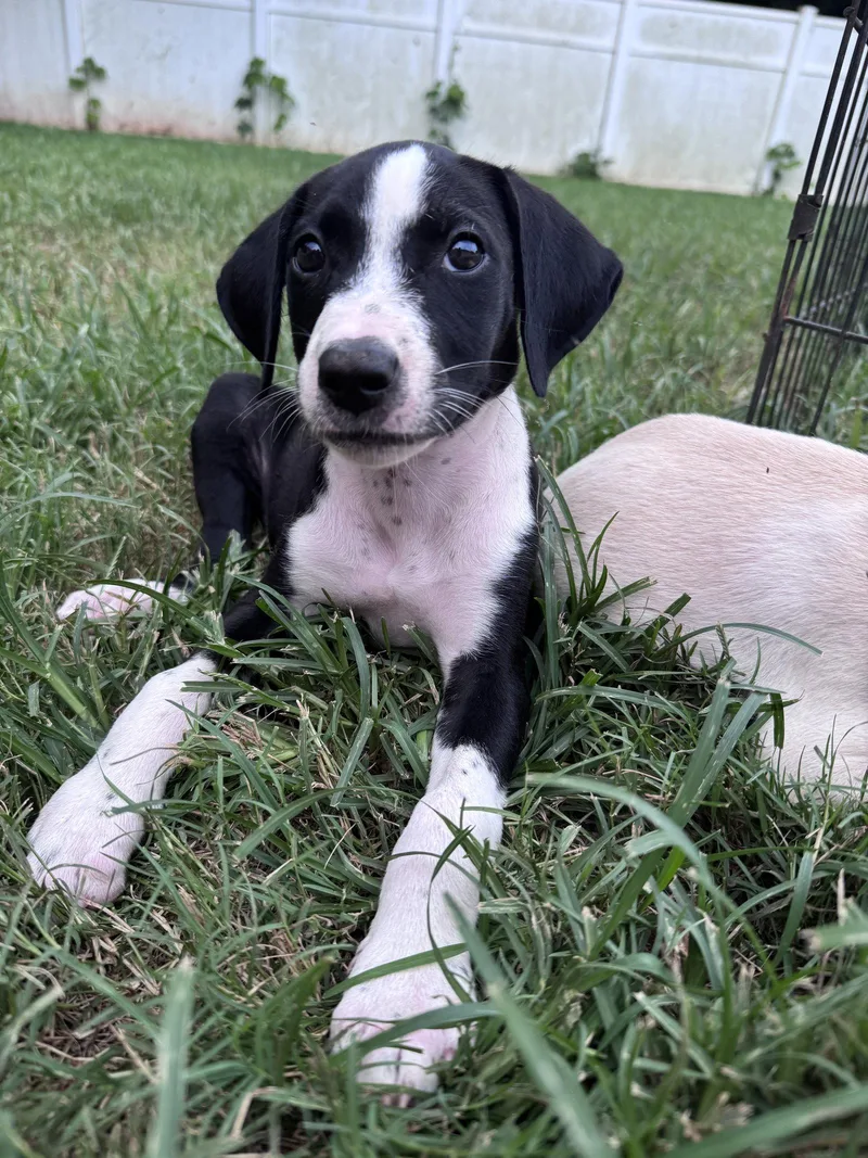 A young medium-sized female Terrier dog named Ammo for adoption in Greenville, SC