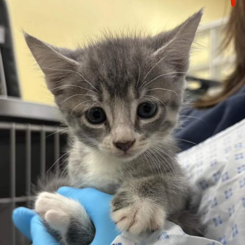 A baby small-sized female Gray / Blue / Silver Domestic Short Hair cat named Bailey for adoption in West Palm Beach, FL