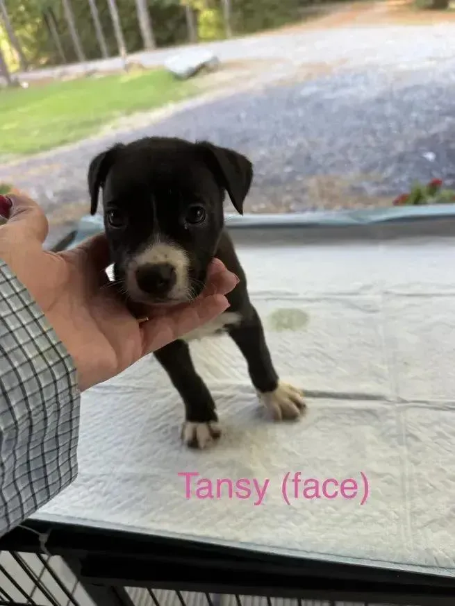 A baby small-sized female Tricolor (Brown, Black, & White) Mixed Breed dog named Tansy for adoption in Grand Rapids, MI